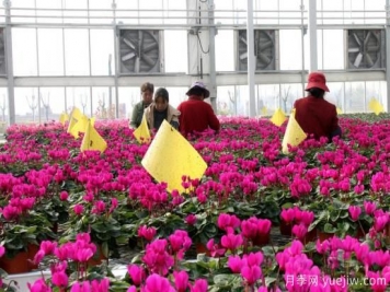 扬州高邮：每天发货30万株，花工厂绽放乡村振兴致富花