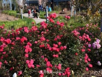 上海植物园内部分月季释放冬季魅力，观赏区还在不断优化中