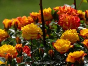 安阳市滑县森林公园月季花开放，赏花打卡正当时
