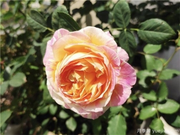 100种玫瑰花的名字，来了解下不同颜色的品种月季