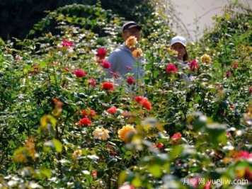 南宁花卉公园3万株月季入盛花期，市民闻香而来