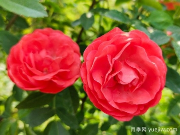 种上木香蔷薇花蛮强爆花，红橙白黄木香你喜欢哪个？