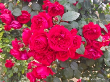 6款红色系的藤本月季品种，适合打造网红花墙