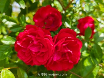 月季红木香爆花机器，花艳丽花量大花期长