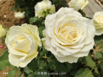 十一朵白玫瑰的花语和寓意