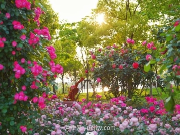 上海前滩休闲公园，月季花海盛景等你赏