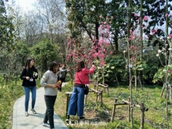 上海植物园首现最红最纯的玉兰新品种